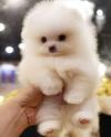 Puppies for sale Estonia, Tallinn Pomeranian Spitz