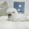 Puppies for sale Estonia, Tallinn Pomeranian Spitz