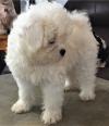 Puppies for sale Netherlands, Leiden Maltese