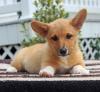 Puppies for sale Germany, Cologne , Welsh Corgi Pembroke