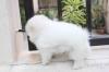 Puppies for sale Austria, Vienna Pomeranian Spitz