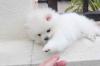 Puppies for sale Germany, Berlin Pomeranian Spitz
