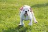 Puppies for sale Russia, Barrow American Bulldog