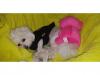 Puppies for sale Bulgaria, Sofia Maltese