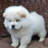 Puppies for sale Germany, Berlin Chow Chow