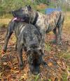 Puppies for sale Estonia, Tallinn Other breed