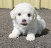 Puppies for sale Germany, Berlin Bichon