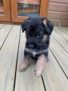 Puppies for sale Germany, Berlin German Shepherd Dog