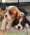 Puppies for sale Germany, Berlin King Charles Spaniel