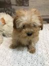 Puppies for sale Germany, Berlin Other breed