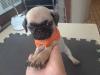 Puppies for sale Germany, Nuremberg Pug