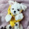 Puppies for sale Germany, Berlin Maltese