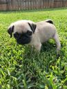 Puppies for sale Slovakia, Ostrava Pug