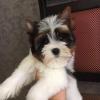 Puppies for sale France, Calais Other breed, BIEWER YORKIE