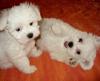 Puppies for sale Hungary, Budapest Maltese