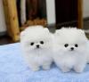 Puppies for sale United Kingdom, Perth Pomeranian Spitz