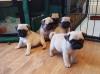 Puppies for sale Belgium, Brussels Pug