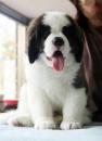 Puppies for sale Malta, Valletta Other breed, SAINT BERNARD