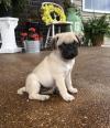 Puppies for sale Cyprus, Larnaca Pug
