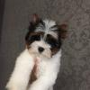 Puppies for sale Finland, Pori Other breed, BIEWER YORKIE