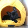 Puppies for sale Canada, Quebec French Bulldog