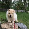 Puppies for sale Germany, Dessau Chow Chow