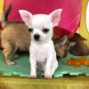 Puppies for sale Germany, Karlstadt Chihuahua