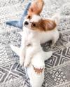 Puppies for sale Belgium, Gant Papillon and Phalene