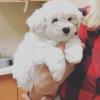 Puppies for sale Lithuania, Kelme Bichon