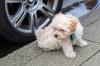 Puppies for sale Germany, Dortmund Other breed, maltipoo