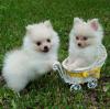 Puppies for sale Cyprus, Ayia Napa Pomeranian Spitz
