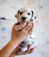 Puppies for sale Belgium, Liege Dalmatian