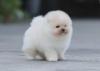 Puppies for sale Belgium, Liege , Pomeranian