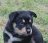 Puppies for sale Moldova, Balti German Shepherd Dog