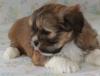 Puppies for sale Belgium, Bruges Lhasa Apso