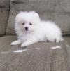 Puppies for sale Belgium, Bruges , Pomeranian