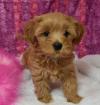 Puppies for sale Belgium, Brussels Havanese