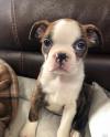 Puppies for sale Spain, Santa Cruz de Tenerife Boxer