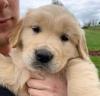 Puppies for sale Cyprus, Ayia Napa Golden Retriever