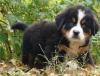 Puppies for sale Spain, Guadalajara Bernese Mountain Dog