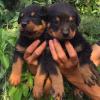 Puppies for sale Malta, Valletta Rottweiler
