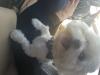 Puppies for sale Belgium, Brussels Maltese