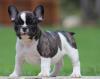 Puppies for sale Spain, Seville French Bulldog