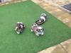 Puppies for sale Hungary, Debrecen Shih Tzu