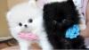 Puppies for sale Germany, Berlin Pomeranian Spitz