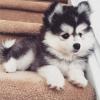 Puppies for sale Canada, Manitoba Other breed, POMSKY