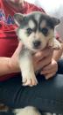 Puppies for sale Spain, Bilbao , Pomsky