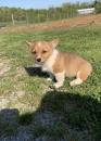 Puppies for sale Spain, Seville , Welsh Corgi Pembroke