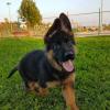 Puppies for sale Canada, Alberta German Dog