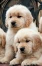 Puppies for sale Germany, Frankfurt Golden Retriever
